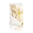 White Lily Card